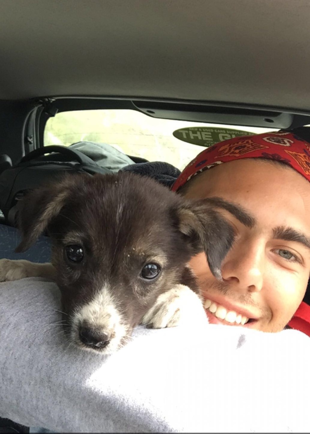 Puppies in Tajikistan